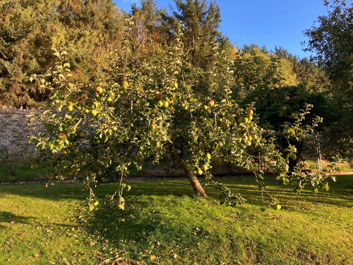 Hares Hideaway At Coed Moelfa Bed & Breakfast Corwen Dış mekan fotoğraf